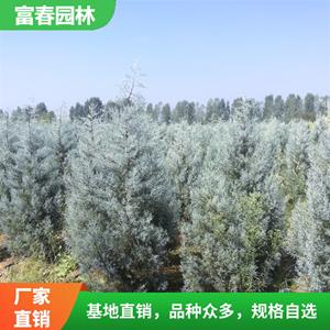 藍(lán)冰柏種植基地 工程苗 綠化 苗 造景配植行道樹(shù)