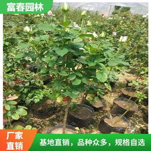 玫瑰花苗 月季花 園林觀賞花卉植物 開花庭院造景綠化