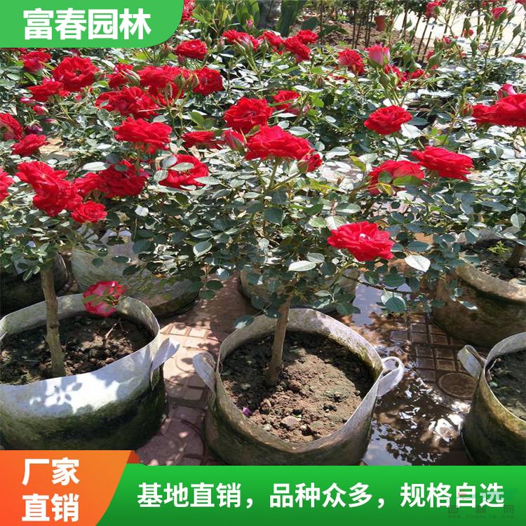 玫瑰花苗 月季花 園林觀賞花卉植物 開花庭院造景綠化