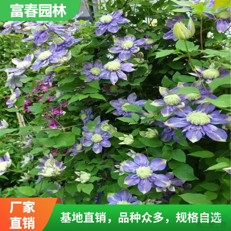 苗圃基地出售 鐵線(xiàn)蓮?fù)ピ汗珗@爬藤植物 花海工程打造苗