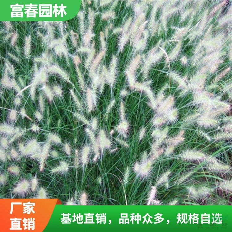 小兔子狼尾草 花境植物加侖盆苗 道路隔離帶地被綠化造景苗