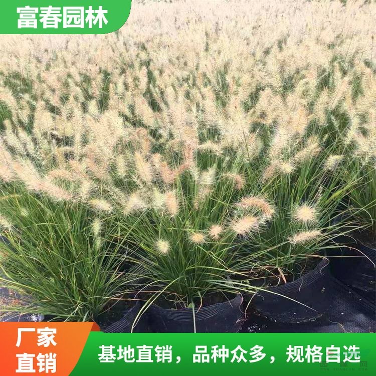 小兔子狼尾草 花境植物加侖盆苗 道路隔離帶地被綠化造景苗