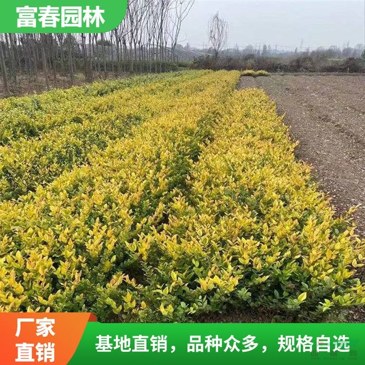 大量出售 亮金女貞 亮晶女貞苗 園林觀賞植物 庭院盆栽地栽苗