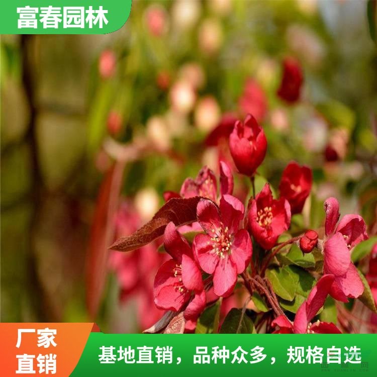 出售 亞當海棠苗 巖石旁點綴種植花壇花鏡色塊花苗 園林庭院綠化