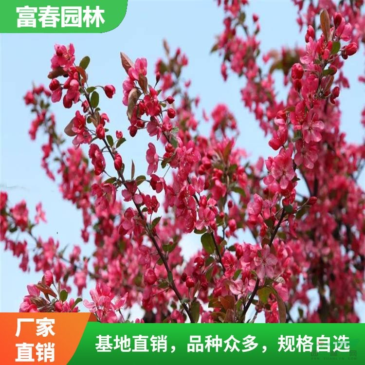 出售 亞當海棠苗 巖石旁點綴種植花壇花鏡色塊花苗 園林庭院綠化