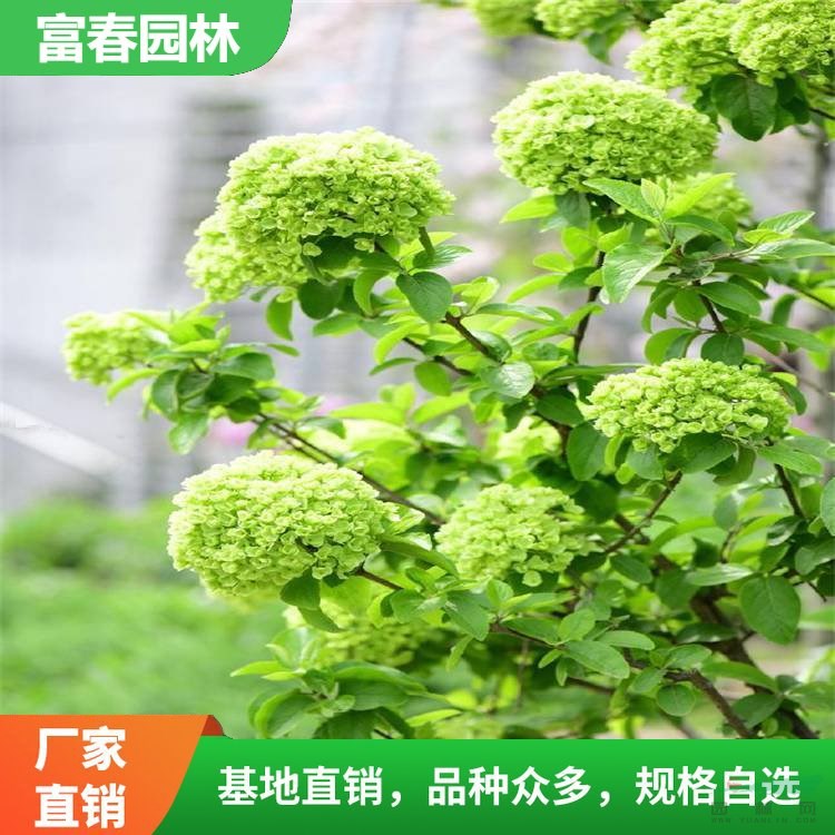 出售 中華木繡球 花壇花鏡觀景配植材料 陽臺(tái)庭院園林造景花苗