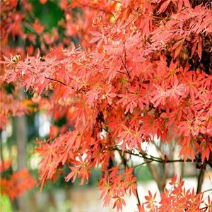 大量出售 紅楓 紅楓苗 紅楓樹易成活 園林綠化 庭院綠化