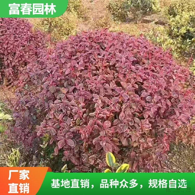 大量供應(yīng)各種規(guī)格冬紅衛(wèi)矛花境植物 加侖盆苗 杯苗