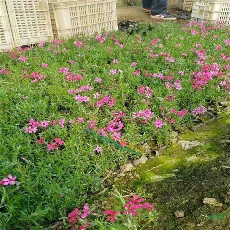 基地種植 供應(yīng)叢 生福祿考 叢生福祿 考苗花壇花鏡 綠化工程