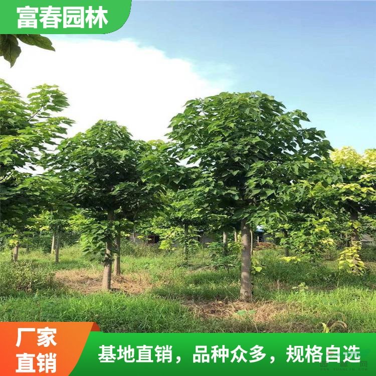 園林綠喬木 梓樹苗 觀葉大樹梓樹 荒山造林 苗圃綠化樹苗