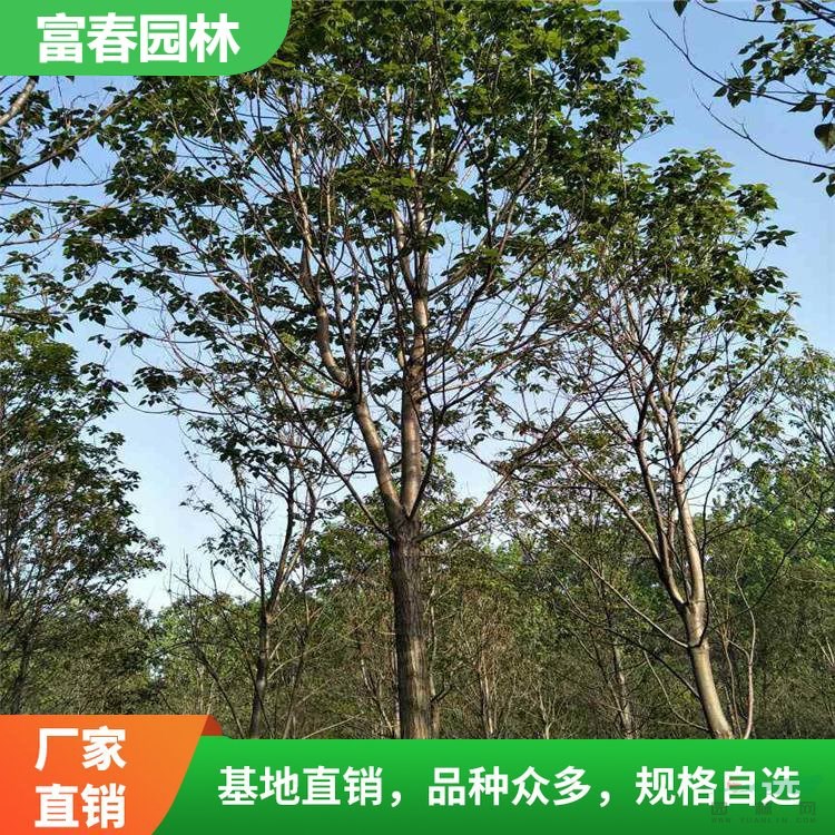 園林綠喬木 梓樹苗 觀葉大樹梓樹 荒山造林 苗圃綠化樹苗