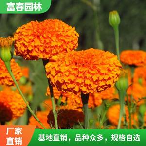 常年供應(yīng)萬(wàn)壽菊 庭院綠化 節(jié)假日慶典盆栽花卉 陽(yáng)臺(tái)色塊裝飾苗