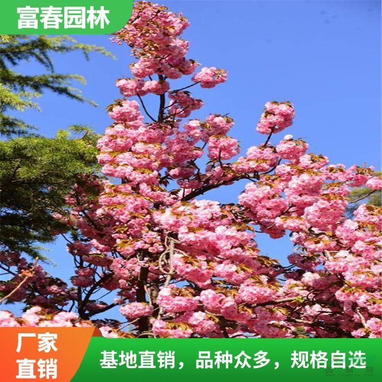 出售緋紅晚櫻 自然風景區(qū)山區(qū)景觀配植 城市公園園區(qū)綠化花苗