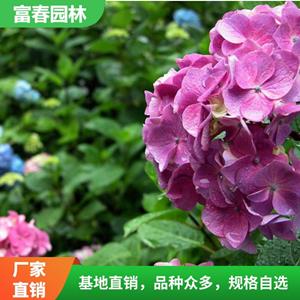 八仙花 長(zhǎng)勢(shì)喜人 基地種植 園林工程綠化 花壇花鏡觀花品種