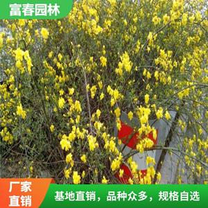 黃 馨基地種植 別名南迎 野迎春 花鏡景區(qū)園林綠化工程