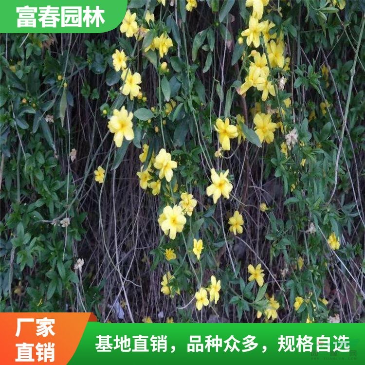 黃 馨基地種植 別名南迎 野迎春 花鏡景區(qū)園林綠化工程