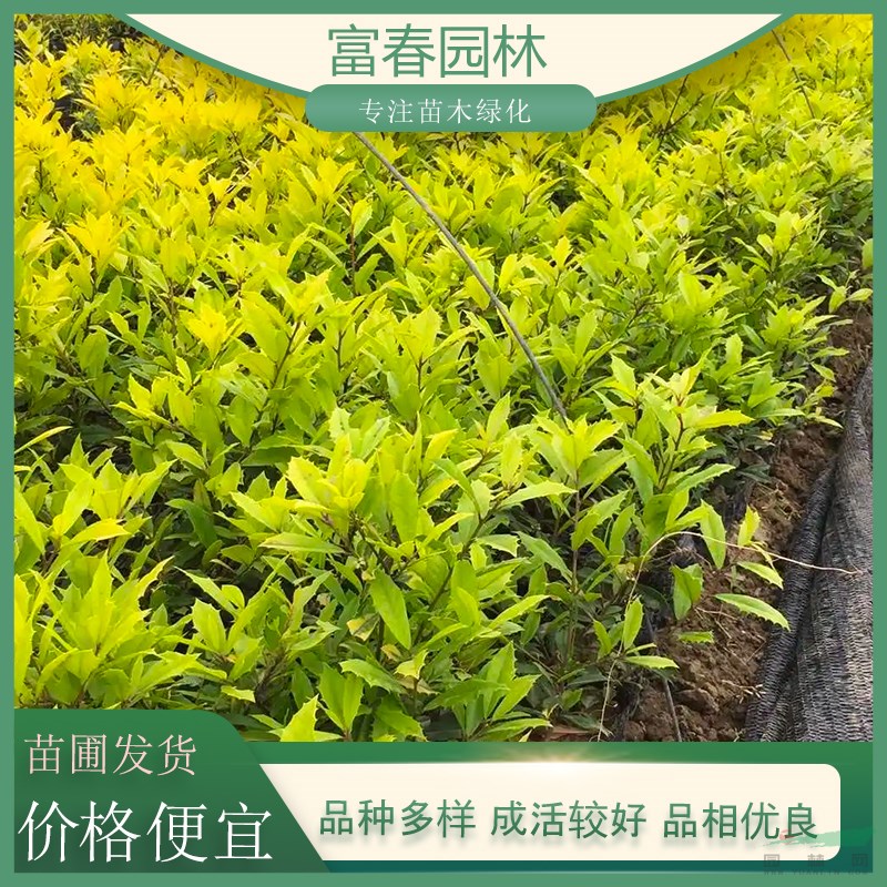 苗圃出售黃金構(gòu)骨 道路綠化種植觀賞 庭院園林造景工程苗