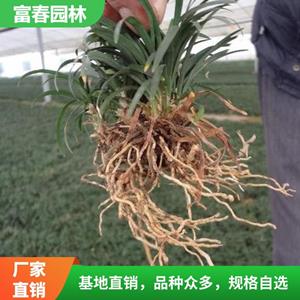 常年供應(yīng)麥冬草 基地種植 園林綠化工程 花壇花鏡鑲邊配植