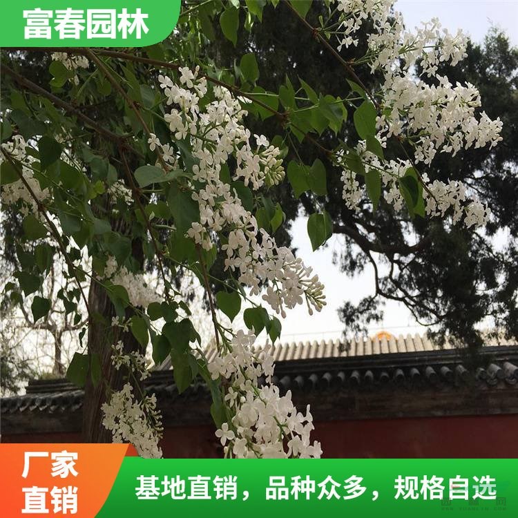 大量出售 白丁香 白丁香苗 成活率高 園林綠化 庭院綠化丁香苗