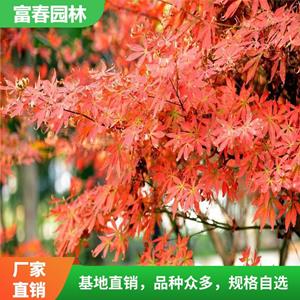 出售紅楓 庭院園林景區(qū)風(fēng)景樹小區(qū)別墅觀景樹 園區(qū)道路兩側(cè)行道樹