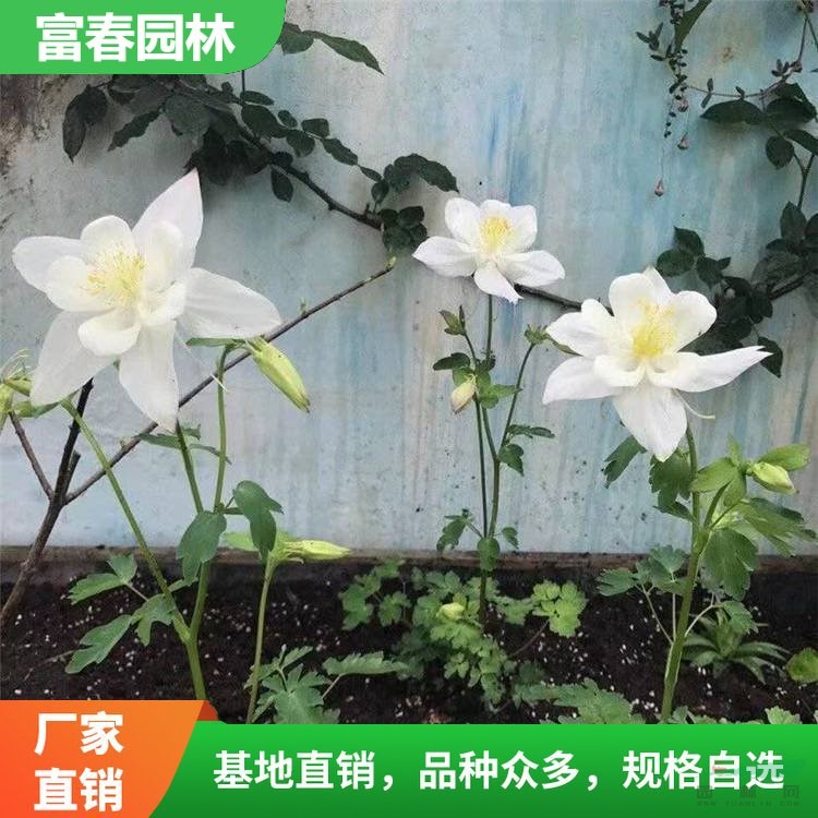 出售耬斗菜 花境花壇巖石園觀景 園林庭院別墅綠化花苗