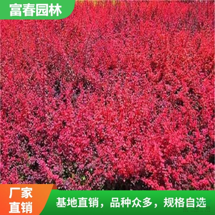 大量出售 紅葉小檗 紅葉小檗苗 成活率高 園林綠化 庭院綠化