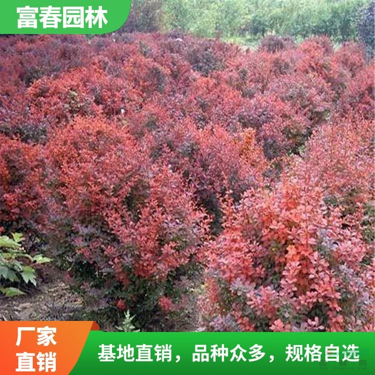 大量出售 紅葉小檗 紅葉小檗苗 成活率高 園林綠化 庭院綠化