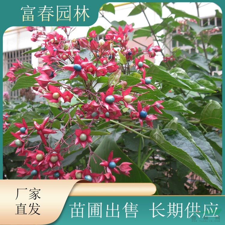 苗圃出售 苗園林綠化庭院景觀花苗 開花植物行道 風(fēng)景樹