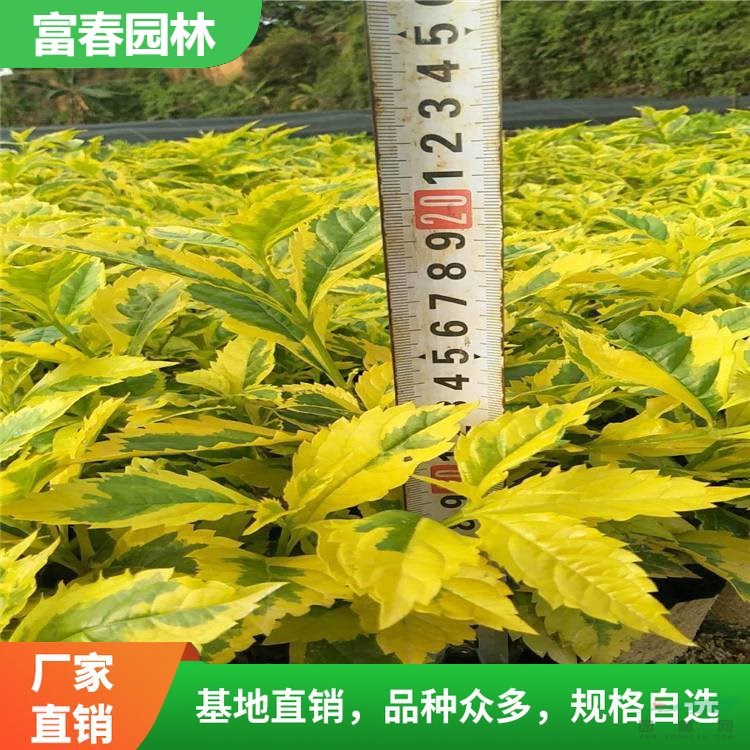 金葉連翹 庭院園林景觀綠化工程景觀綠植 花鏡花帶綠籬色塊苗