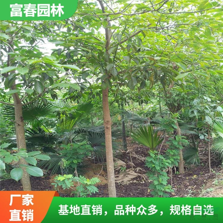 重陽木園林道路綠化工程苗 草坪配植 防風(fēng)定沙護(hù)坡 行道庭蔭樹