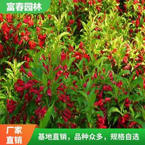 紅王子錦帶 觀賞 庭院種植 色塊苗 園林綠化 花期長 綠籬圍墻