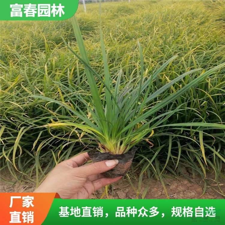 嶗峪苔草 園林地被配植材料 別墅小區(qū)綠化工程苗 庭院配色綠植