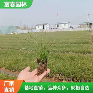 嶗峪苔草 園林地被配植材料 別墅小區(qū)綠化工程苗 庭院配色綠植