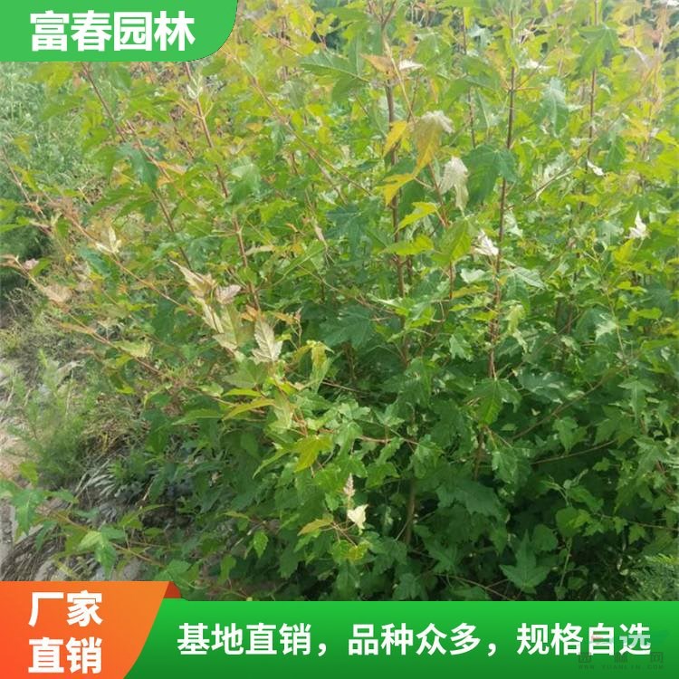 基地出售三角楓球 茶條槭 工廠行道路旁庭院小區(qū)綠化工程苗