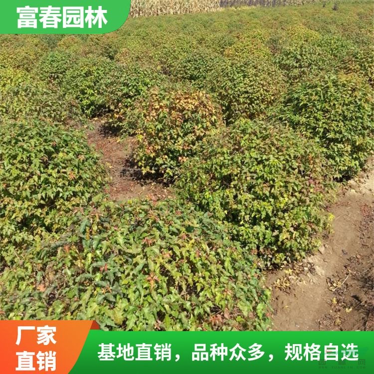 基地出售三角楓球 茶條槭 工廠行道路旁庭院小區(qū)綠化工程苗