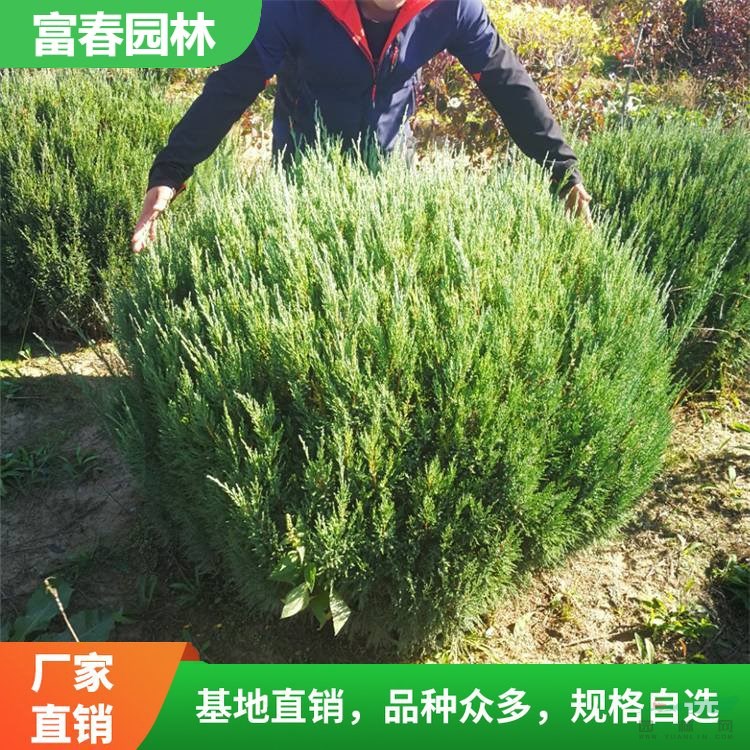 苗圃出售偃柏球 別墅小區(qū)綠化苗木 耐寒耐熱植物 樹形飽滿易成活