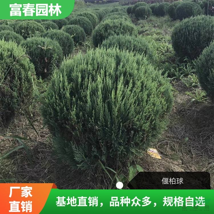 苗圃出售偃柏球 別墅小區(qū)綠化苗木 耐寒耐熱植物 樹形飽滿易成活