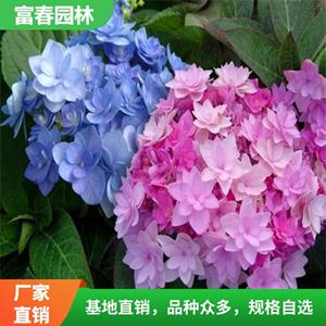 大花繡球花花苗繡 球盆栽苗無(wú)盡夏八仙花室內(nèi)陽(yáng)臺(tái)庭院植物