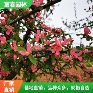 木瓜海棠 路邊綠化帶種植樹木 庭院花籬 園林布*景觀苗木