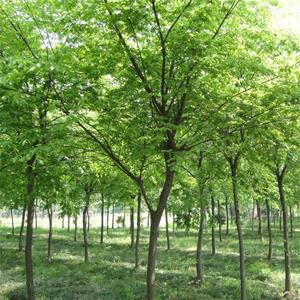 苗圃出售10-30公分櫸樹 道路綠化行道樹 分枝點一致 冠幅飽滿