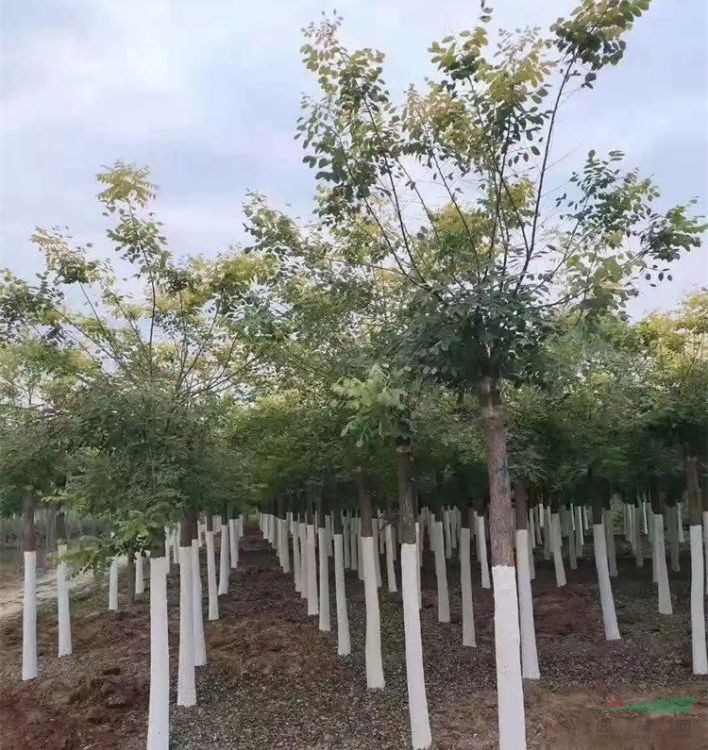 出售 金太陽(yáng)絲棉木 墻垣庭石及水池邊配植 園林庭院綠化工程苗