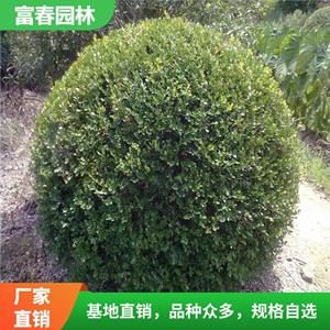 瓜子黃楊基地種植 景區(qū)園林孤植叢植 花壇花鏡鑲邊配植