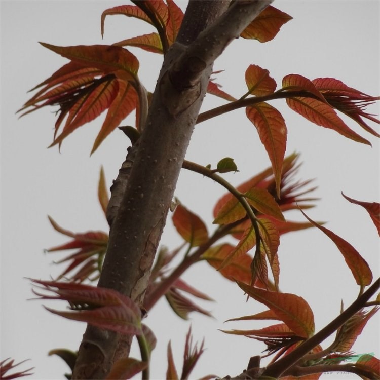 富春園林供應紅葉椿 規(guī)格齊全庭院別墅種植觀賞綠化工程苗地栽盆栽