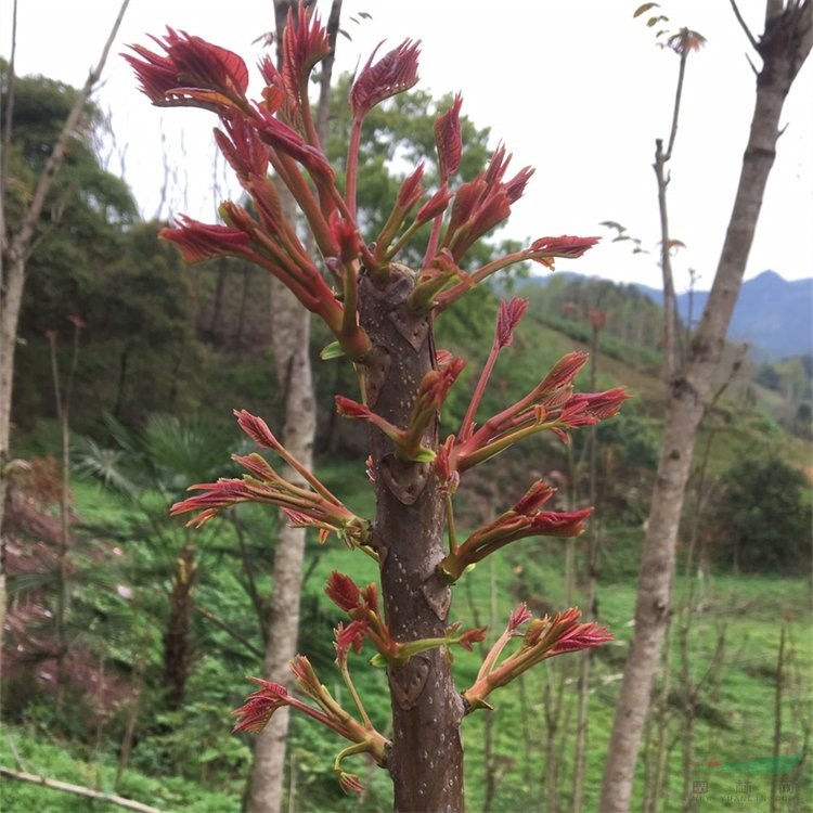 富春園林供應紅葉椿 規(guī)格齊全庭院別墅種植觀賞綠化工程苗地栽盆栽