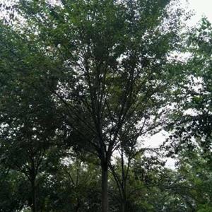 櫸樹 10-20公分 樹形優美風景行道樹 市政園林綠化苗木造型優美