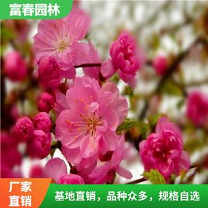 榆葉梅基地種植 道路供應(yīng)綠化工程 花壇花鏡造景觀花配植