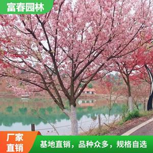 苗圃出售 櫻花 關山櫻 別墅園林造景樹 庭院綠化美化