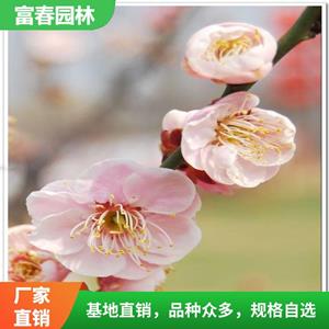 宮粉梅苗 綠化工程苗 品種 庭院綠化樹 花壇花鏡色塊觀花配植