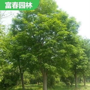 櫸 樹 櫸樹苗 自產自銷 基地種植 園林綠化造景配植 行道樹