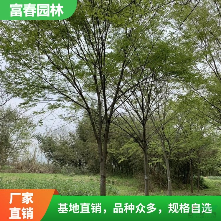 櫸 樹 櫸樹苗 自產(chǎn)自銷 基地種植 園林綠化造景配植 行道樹